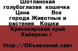 Шотланская голубоглазая  кошечка › Цена ­ 5 000 - Все города Животные и растения » Кошки   . Красноярский край,Кайеркан г.